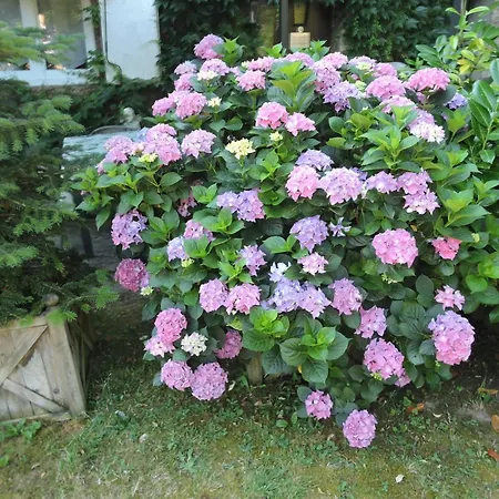 De L'ancienne Scierie *